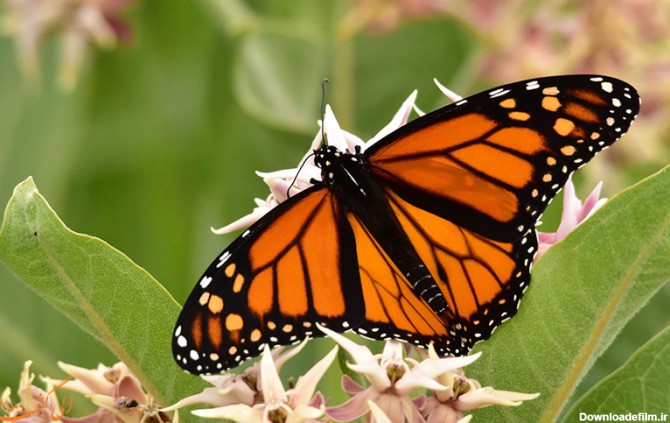 راهنمای تماشای پروانه ها | راهنمای طبیعت گردی و نکاتی برای تماشای ...