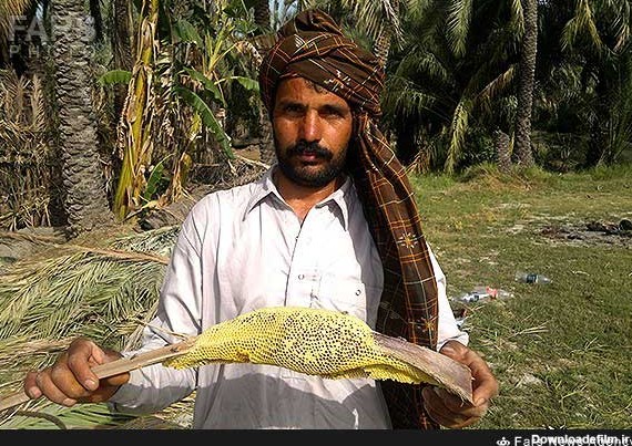 تصاویر زیبا از برداشت عسل طبیعی در شهرستان نیکشهر