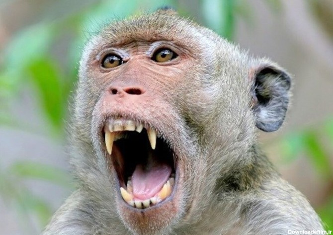 فرارو | (ویدئو) حمله ناگهانی میمون به یک زن در باغ وحش