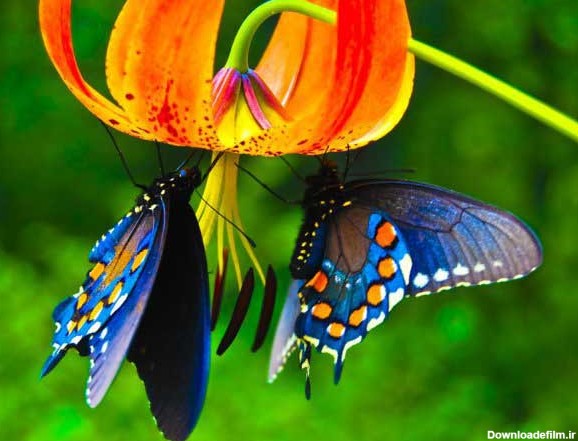 عکس هایی دیدنی از زیباترین پروانه های کمیاب