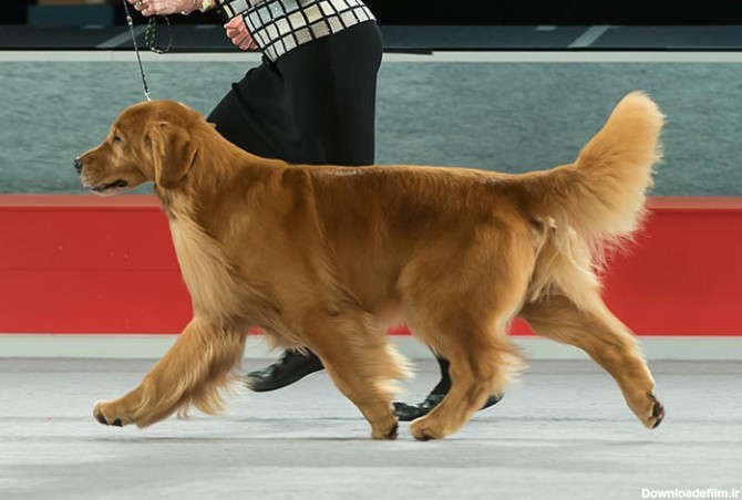 مشخصات کامل، قیمت و خرید نژاد سگ گلدن رتریور (Golden Retriever ...