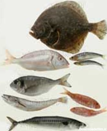 انواع ماهی های خوراکی ما