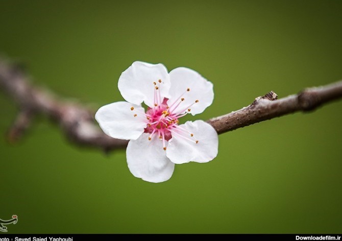 Iran's Beauties in Photos: Spring in Ardabil - Photo news - Tasnim ...
