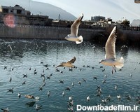 منظره‌ای زیبا از تجمع پرندگان در دریاچه پارک فروزان + فیلم