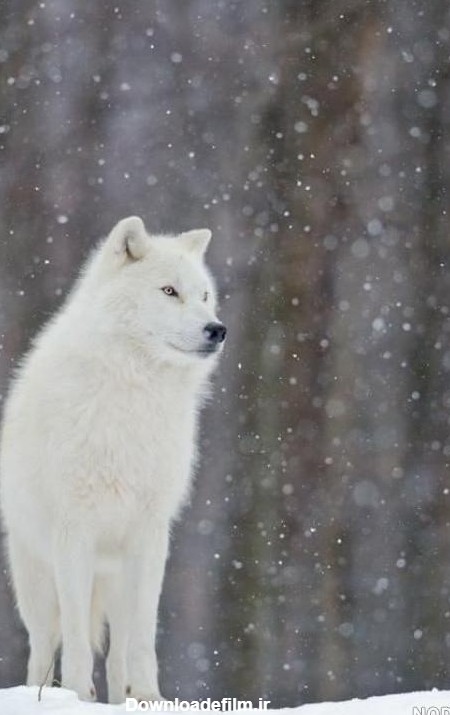 عکس یک گرگ زیبا - عکس نودی