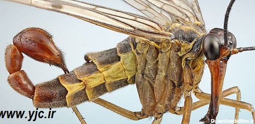 فضایی‌ترین حشرات دنیا - جهان نيوز