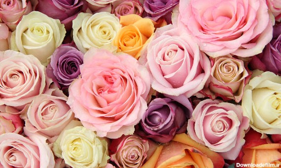 معنی رنگ گل رز : رنگ‌های مختلف گل رز چه معنایی را منتقل می‌کنند؟ + ...