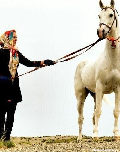 عکس اسب سفید ترکمن