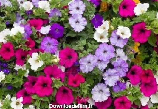 گل اطلسی - کاشت پرورش نگهداری + عکس - بوستان