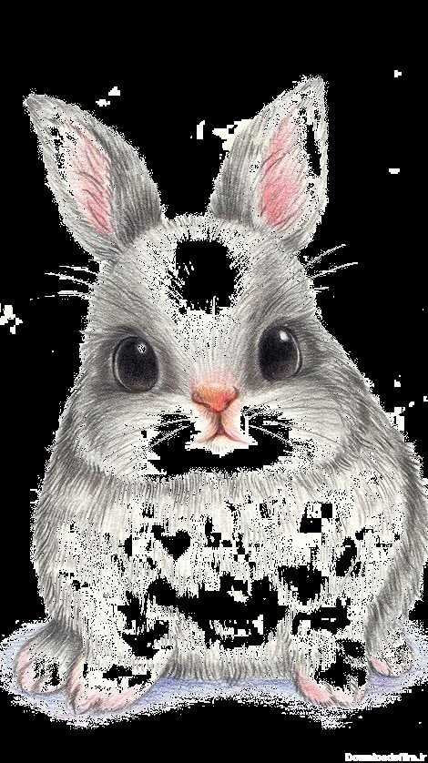 PNG نقاشی خرگوش - Rabbit PNG Drawing – دانلود رایگان