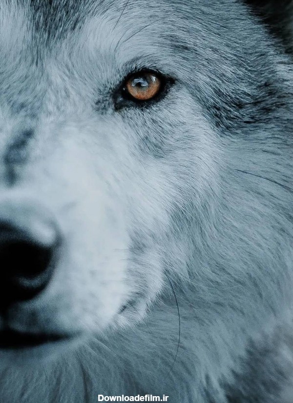 تصویر صورت گرگ زیبا از نزدیک
