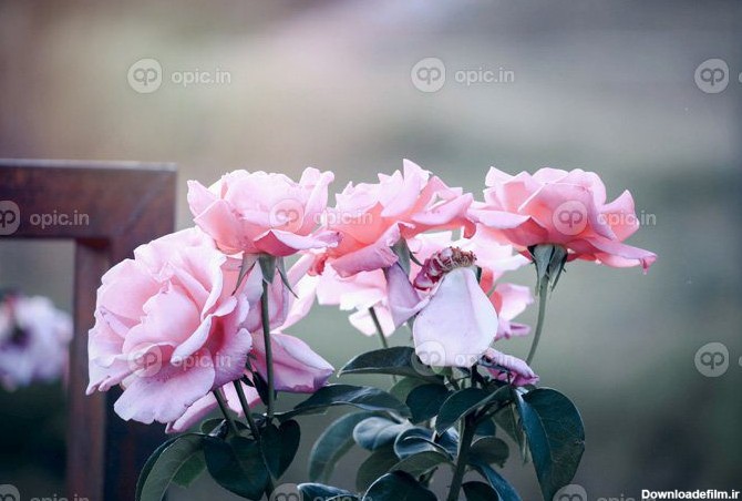 دانلود عکس رزهای صورتی انگلیسی شکوفه در باغ تابستانی یکی از | اوپیک