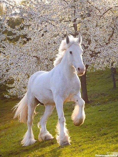 عکس اسب بسیار زیبا