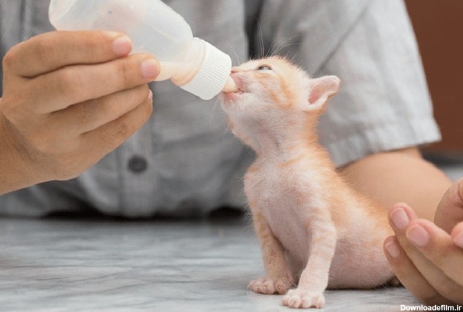 غذای بچه گربه تازه متولد شده را خودتان درست کنید! [نکات مهم!] - پت ...