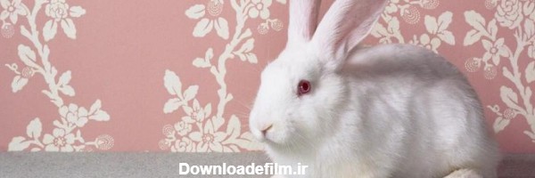 عکس خرگوش در خانه - عکس نودی