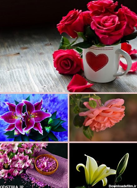 دانلود والپیپر گل برای دسکتاپ Flower Wallpapers Pack 15