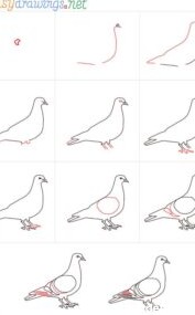 آموزش نقاشی کبوتر – نقاشیار