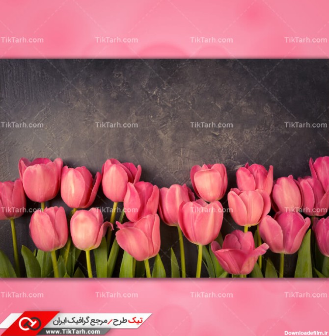 دانلود تصویر با کیفیت گلهای لاله صورتی از نمای بالا