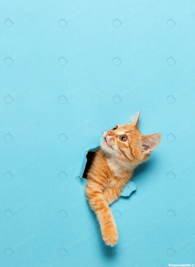 تصویر استوک بچه گربه زرد با پس زمینه آبی کاغذی - مرجع دانلود ...