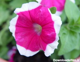راهنمای نگهداری و پرورش گل و گیاهان زینتی - گل اطلسی