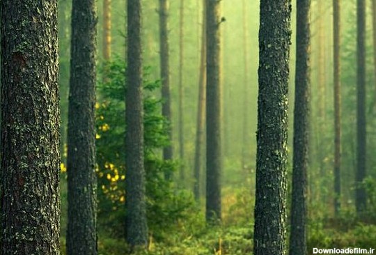 جنگل های رویایی (عکس)