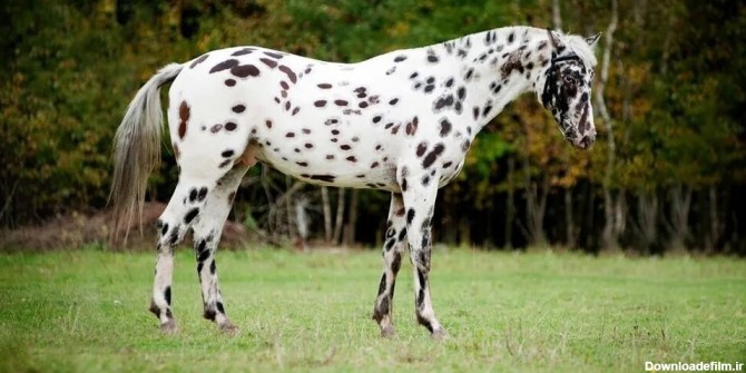 عکس | با اعجاب‌انگیزترین نژادهای اسب آشنا شوید!