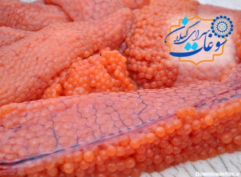 خرید اشپل ماهی درجه یک سوغات شمال - سوغات سرای گیلان