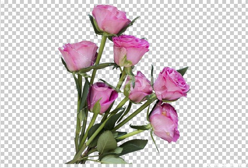 عکس png گل های رز صورتی | بُرچین – تصاویر دوربری شده، فایل ...