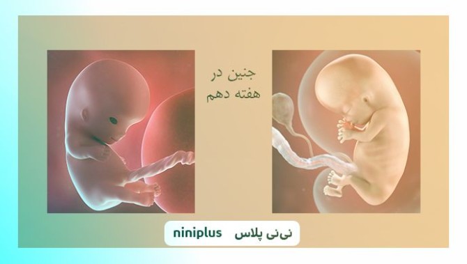 عکس جنین در هفته دهم بارداری تصویر و اندازه جنین