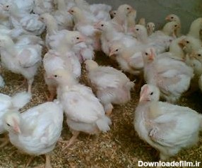 فروش جوجه مرغ یک روزه بومی تخم گذار و گوشتی