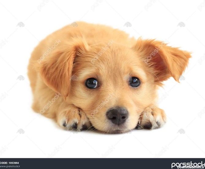 ناز سگ شکاری طلایی رنگ دورگه توله سگ مخلوط نژاد جدا شده در سفید ...