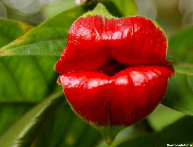 9 نمونه از عجیب ترین و حیرت آور ترین گل های جهان که دیدنشان ...