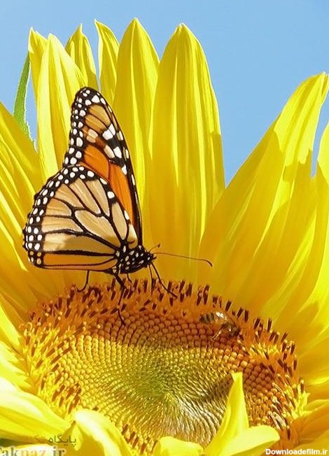 پروانه ی زیبا روی گل آفتابگردان - عکس ویسگون