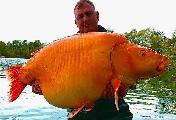 بزرگترین ماهی قرمز جهان با وزن ۳۰ کیلوگرم!+ عکس
