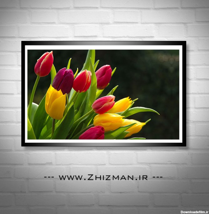 عکس گل های لاله - خدمات طراحی و چاپ ژیزمان | zhizman.ir
