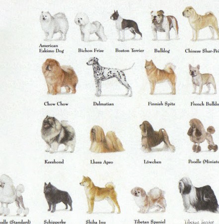 راهنمای کامل انواع نژادهای سگ + تشخیص تصویری | دنیای حیوانات