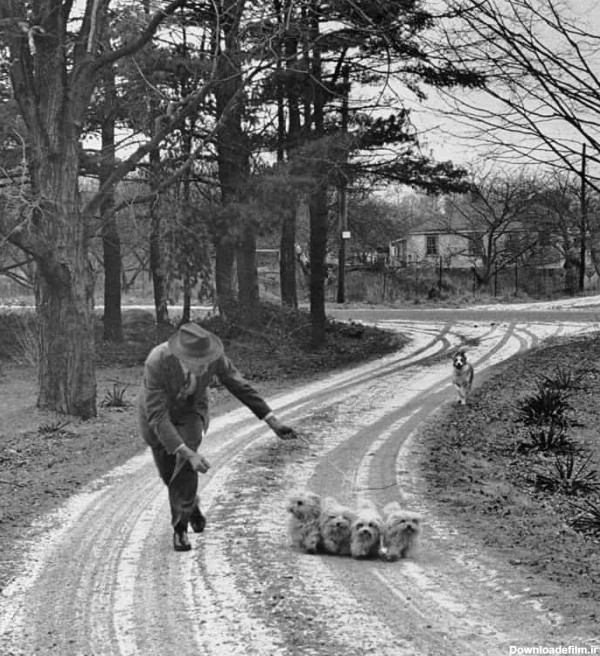 عکس قدیمی از چند سگ مالتی در حال پیاده روی