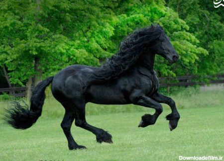 عکس اسب زیبای سیاه