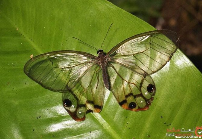 عکس هایی از زیباترین پروانه های دنیا | لست سکند