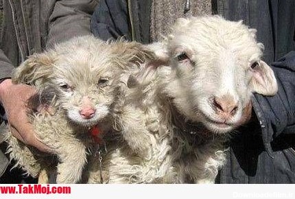 به دنیا آمدن یک توله سگ از گوسفند + عکس | طرفداری