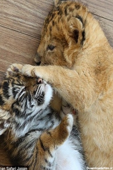 تصاویری از دوستی غیرقابل باور بچه شیر با توله ببر - مشرق نیوز
