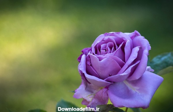 عکس بسیار زیبا از تک شاخه گل رز بنفش طبیعی با کیفیت بالا