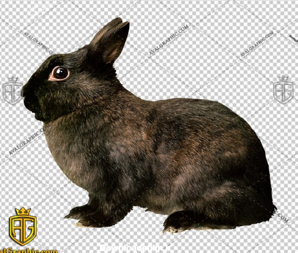 png خرگوش اهلی سیاه , پی ان جی خرگوش , دوربری خرگوش , عکس خرگوش با زمینه شفاف, خرگوش با فرمت png