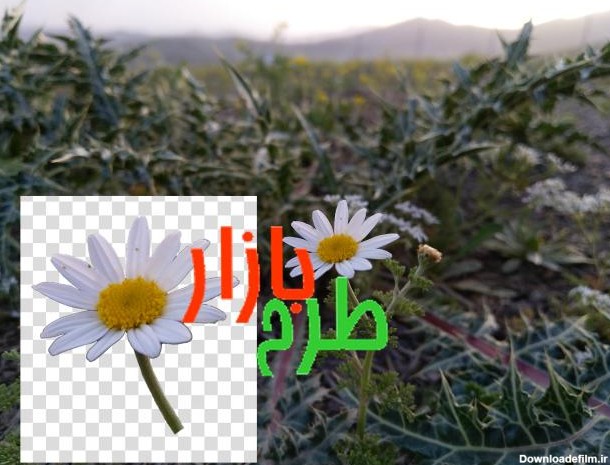 تصویر گل بابونه در غروب + دوربری – طرح‌بازار