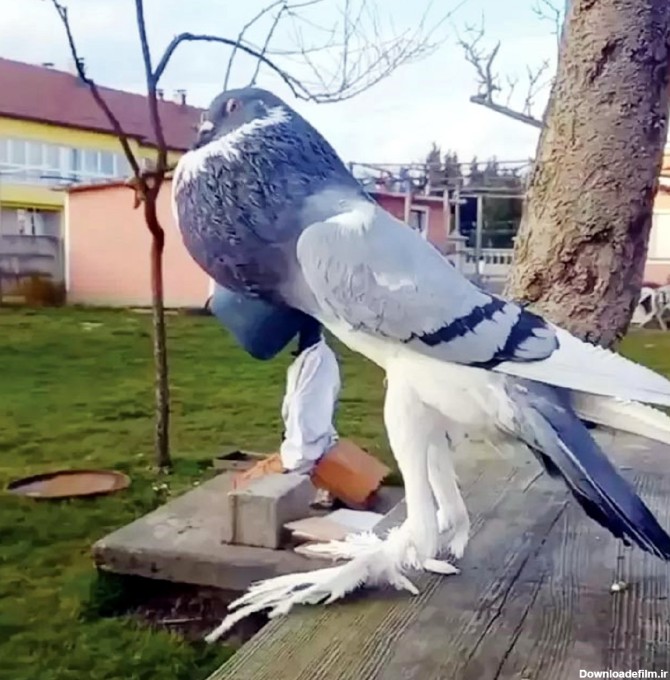 عحیب ترین کبوتر دنیا: کبوتری با سینه پف کرده و پاهای بلند !