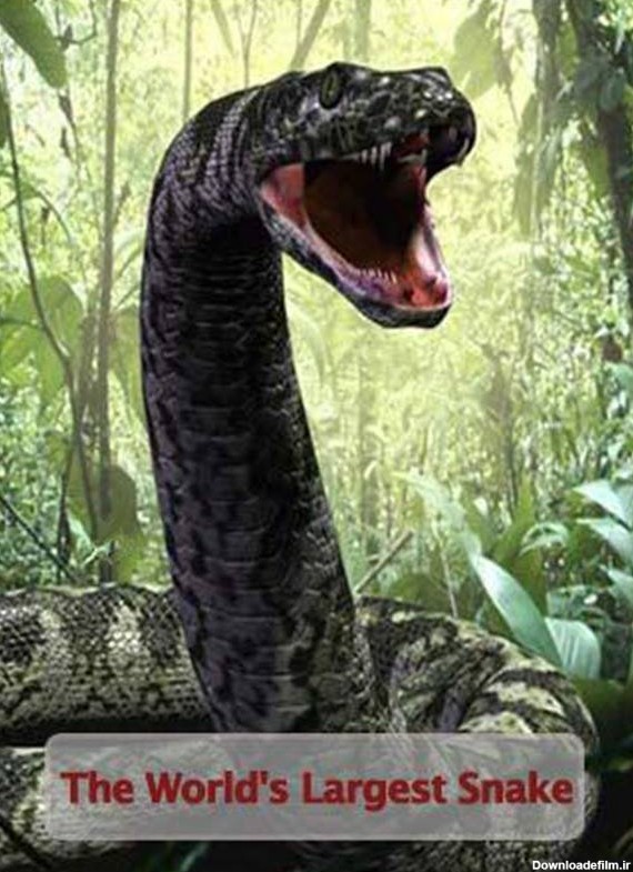 فیلم مارهای غول پیکر (the world's largest snake 2003 ...