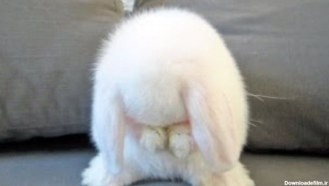 بامزه ترین بچه خرگوش دنیا