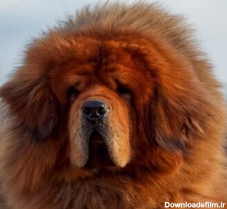 سگ نژاد ماستیف تبتی