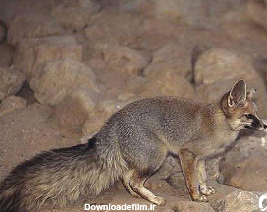 شاه روباه|کوچک‌ترین روباه ایران|شاه روباه در ایران|گوشتخواران ...