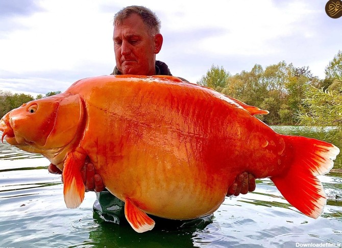 فرارو | (عکس) صید بزرگترین ماهی قرمز جهان